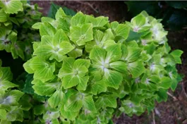 Bauernhortensie 'Magical Rhapsody'® - Hydrangea macrophylla 'Magical Rhapsody'®