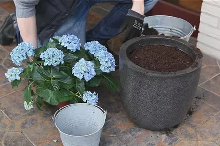 Hortensien - Einpflanzen in ein Gefäß Hortensien - Einpflanzen in ein Gefäß