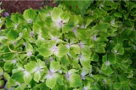 Bauernhortensie 'Magical Rhapsody'® - Hydrangea macrophylla 'Magical Rhapsody'®