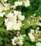 Helle Blüten Hydrangea paniculata 'Diamant Rouge' ®