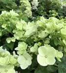 Nahaufnahme helle Blüten Hydrangea paniculata 'Diamant Rouge' ®