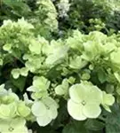 Nahaufnahme helle Blüten Hydrangea paniculata 'Diamant Rouge' ®