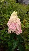 Hydrangea paniculata 'Fraise Melba'® Hydrangea paniculata 'Fraise Melba'®