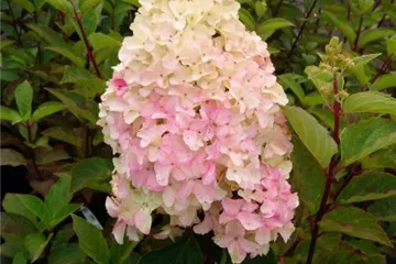Rispenhortensie 'Fraise Melba'® - Hydrangea paniculata 'Fraise Melba'®
