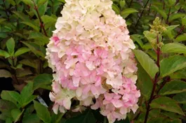 Rispenhortensie 'Fraise Melba'® - Hydrangea paniculata 'Fraise Melba'®