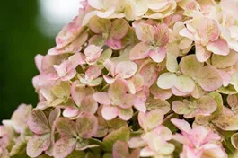 Rispenhortensie 'Fraise Melba'® - Hydrangea paniculata 'Fraise Melba'®