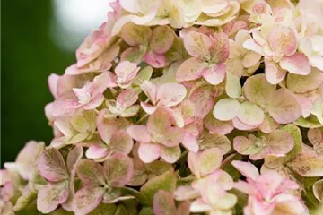 Hydrangea paniculata 'Fraise Melba'®
