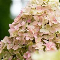 Hydrangea paniculata 'Fraise Melba'®