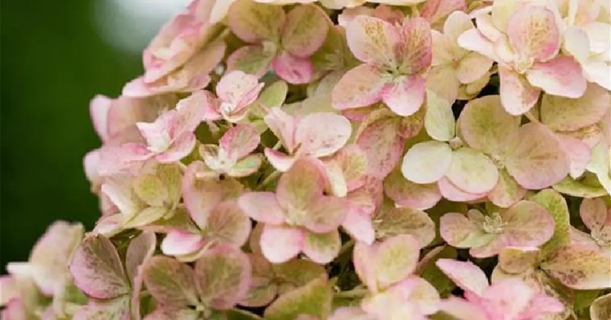 Hydrangea paniculata 'Fraise Melba'®