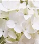 Blüten Rispenhortensie 'Magical Kilimanjaro'®
