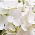 Blüten Rispenhortensie 'Magical Kilimanjaro'®