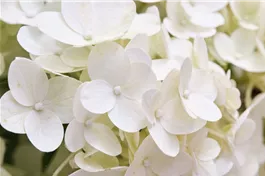 Rispenhortensie 'Magical Kilimanjaro'® - Hydrangea paniculata 'Magical Kilimanjaro'®