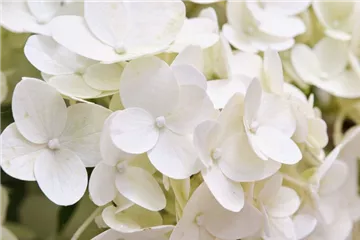 Rispenhortensie 'Magical Kilimanjaro'® - Hydrangea paniculata 'Magical Kilimanjaro'®