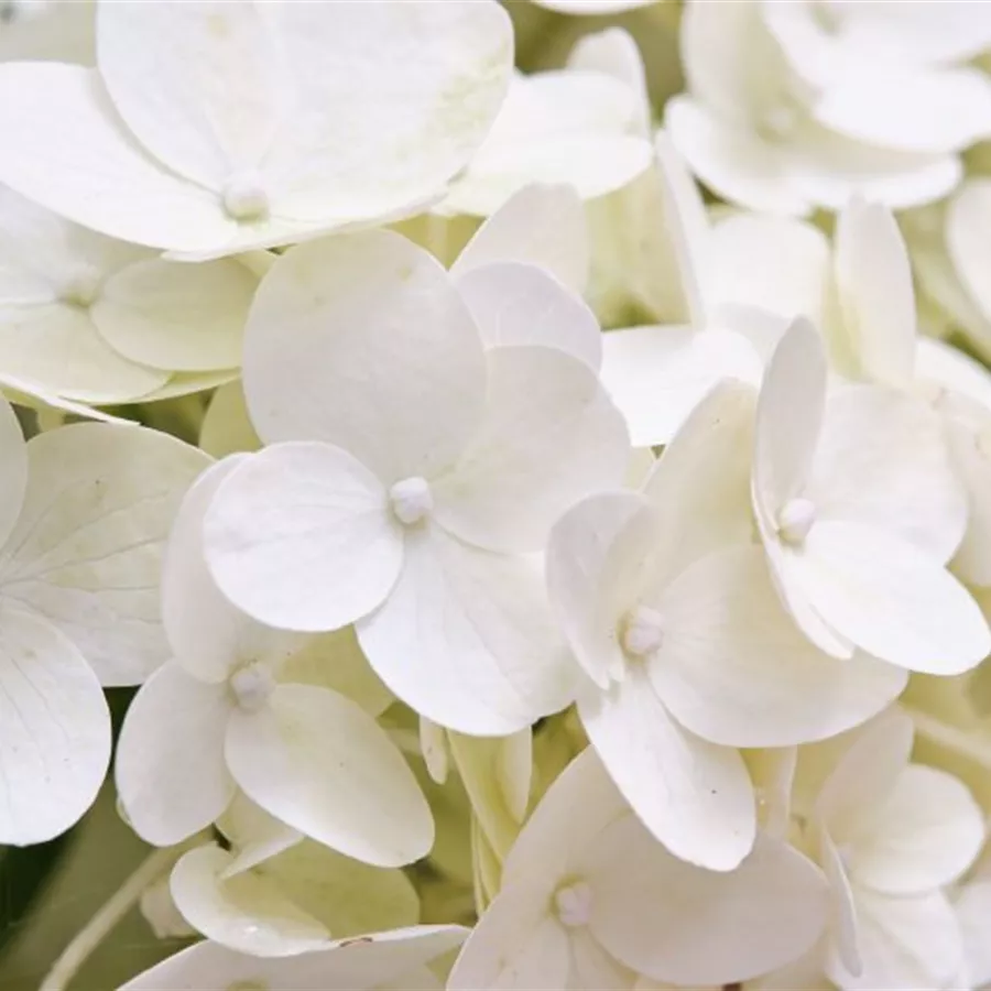 Blüten Rispenhortensie 'Magical Kilimanjaro'®