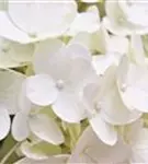 Blüten Rispenhortensie 'Magical Kilimanjaro'®
