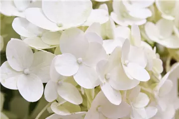 Rispenhortensie 'Magical Kilimanjaro'® - Hydrangea paniculata 'Magical Kilimanjaro'®