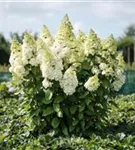 Weiße Blüten Rispenhortensie 'Magical Kilimanjaro'®