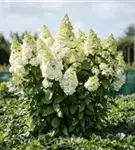 Weiße Blüten Rispenhortensie 'Magical Kilimanjaro'®