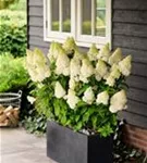 Blüten & Blätter Rispenhortensie 'Magical Kilimanjaro'®