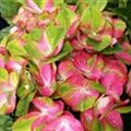 Grün-pinke Blüten Bauernhortensie 'Magical Greenfire'®