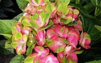 Hydrangea macrophylla 'Magical Greenfire'®
