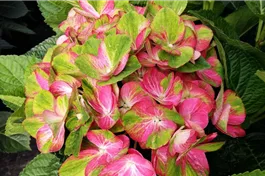 Bauernhortensie 'Magical Greenfire'® - Hydrangea macrophylla 'Magical Greenfire'®