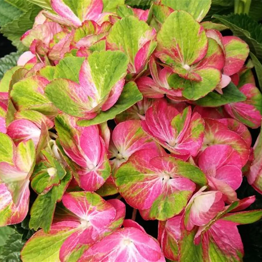 Grün-pinke Blüten Bauernhortensie 'Magical Greenfire'®
