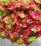 Pinke Blüten Bauernhortensie 'Magical Greenfire'®