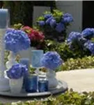 Hydrangea Forever & Ever®