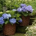 Hortensie Forever & Ever®