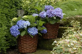 Bauernhortensie Forever & Ever® 'Blue' - Hydrangea Forever & Ever® 'Blue'