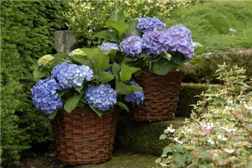 Hydrangea Forever & Ever® 'Blue'