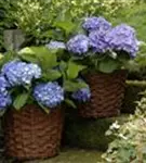 Hortensie Forever & Ever®