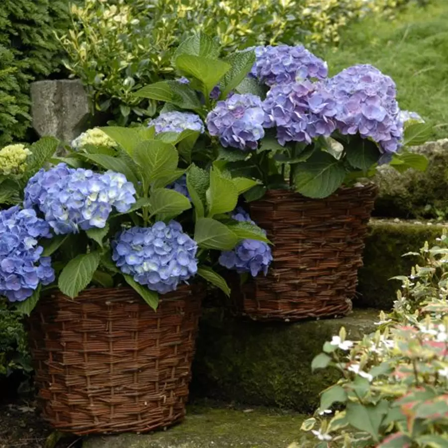 Hortensie Forever & Ever®