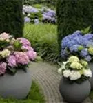 Hydrangea Forever & Ever® 'Pink'