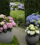 Hydrangea Forever & Ever® 'Pink'