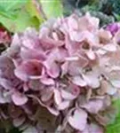 P2000403_7.jpg
