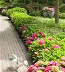 Hortensie Forever & Ever® 'Red' Hortensie Forever & Ever® 'Red'