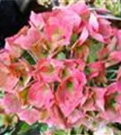 Bauernhortensie Forever & Ever® 'Red' Bauernhortensie Forever & Ever® 'Red'