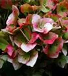 rote Hortensie Forever & Ever® 'Red' rote Hortensie Forever & Ever® 'Red'