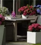 rote Bauernhortensie Forever & Ever® 'Red' rote Bauernhortensie Forever & Ever® 'Red'