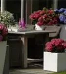 rote Bauernhortensie Forever & Ever® 'Red'