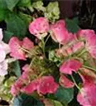 Fernaufnahme Bauernhortensie Hovaria® 'Hobella'