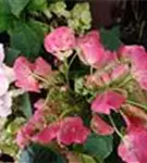 Fernaufnahme Bauernhortensie Hovaria® 'Hobella'
