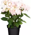 Blühende Bauernhortensie Hovaria® 'Love you Kiss'