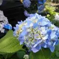 Blaue Blüten Ballhortensie 
