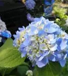 Blaue Blüten Ballhortensie 