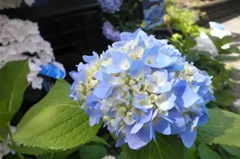 Ballhortensie 'Endless Summer'® blau - Hydrangea macr. 'Endless Summer'® blau
