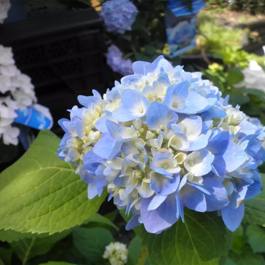 Blaue Blüten Ballhortensie 