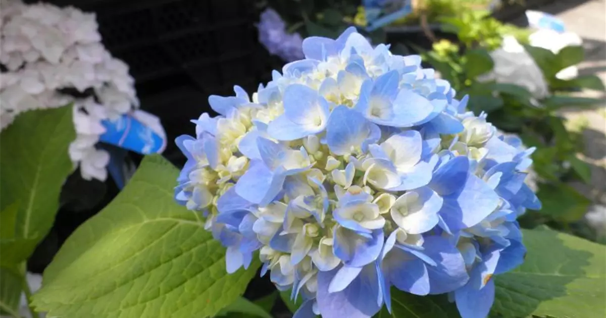 Hydrangea macr. 'Endless Summer'® blau
